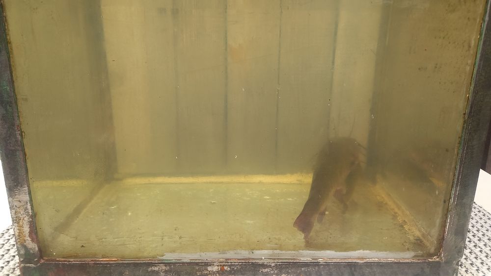 Akwarium z rybkami 37 litrów