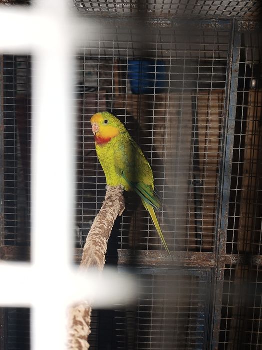 Cedo casal de Barraband e Ring Neck Macho