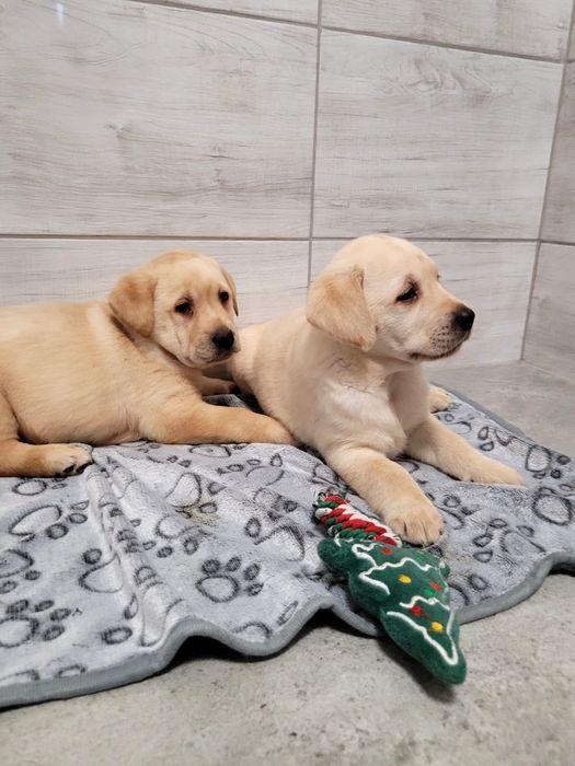 Labrador retriever szczeniak