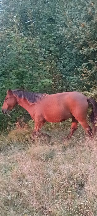 Молодий Коник  !