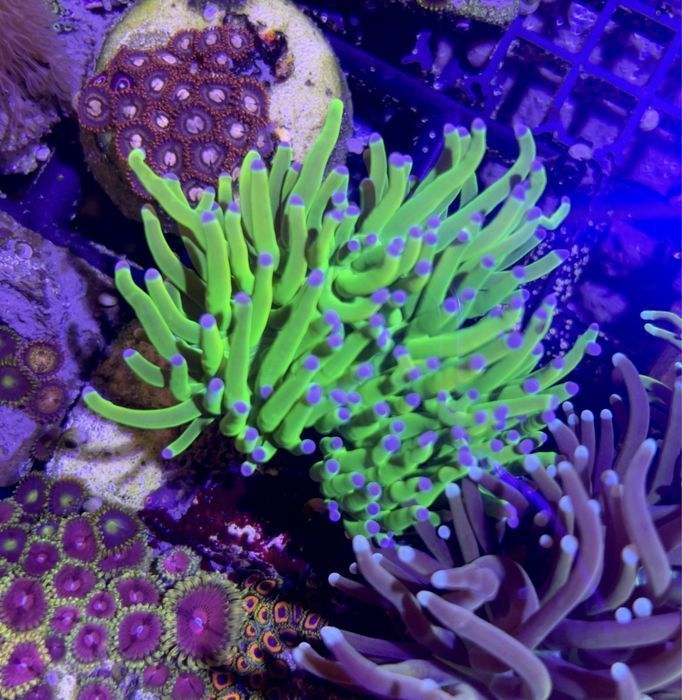 Euphyllia Holly Grail Piekna tlusta FLUOLAMPS.PL WYSYŁKI