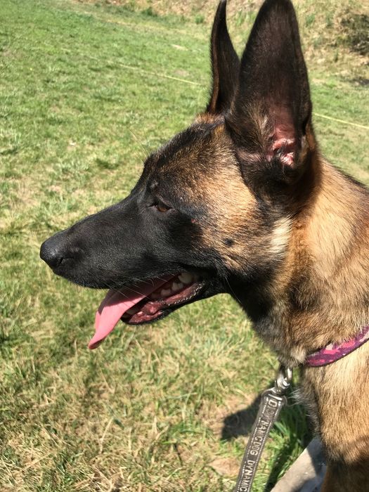 Бельгійська вівчарка малінуа