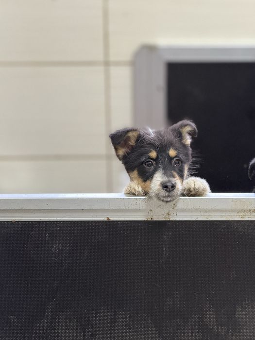 Цуценя міні породи