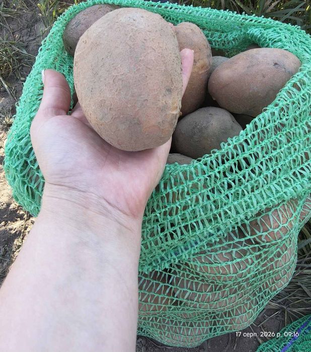 Продам картоплю Бєлароса
