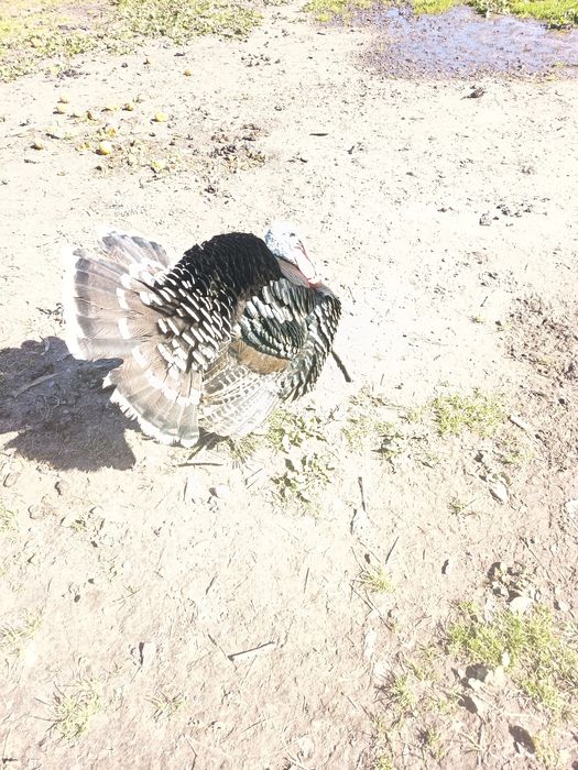 Perú criado ao ar livre