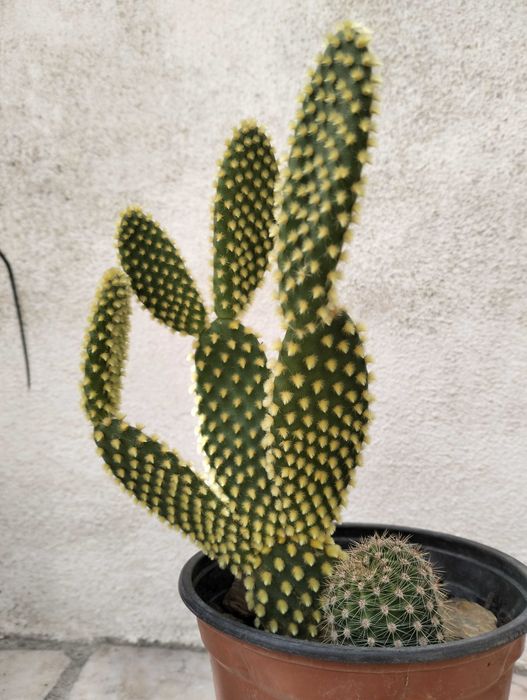 Cato orelhas de coelho