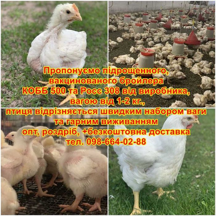 підрощенний бройлер КОББ 500 та Росс 308