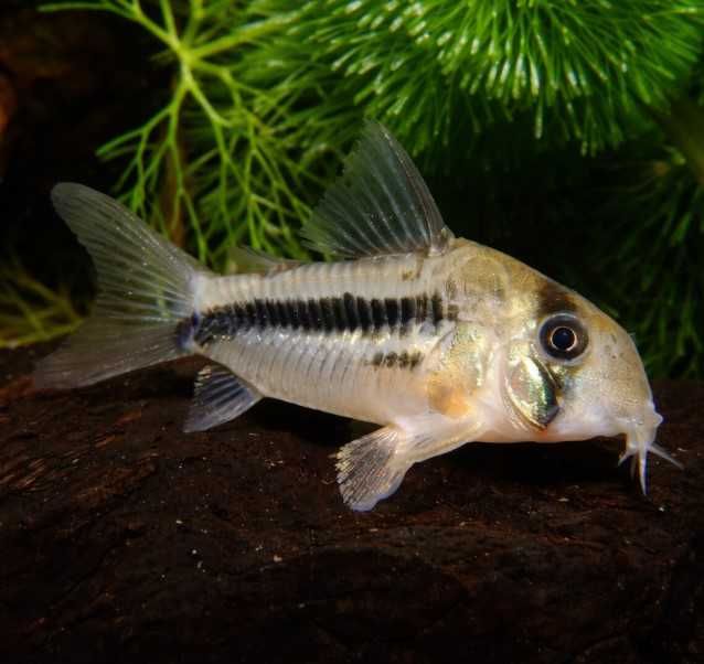 corydoras axelrodi kirysek Axelroda
