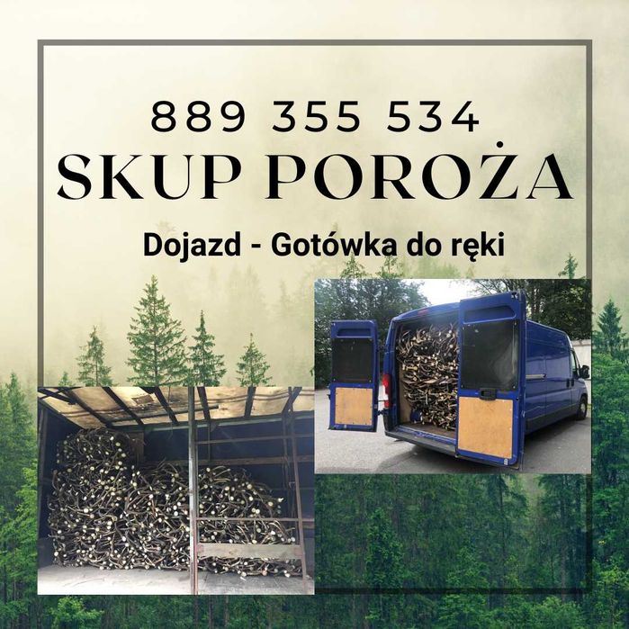 Cały Śląsk PL Skup poroża rogów trofea zrzutów rogi poroże wszystkie