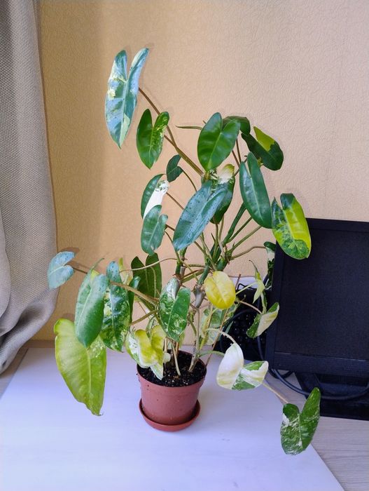 Філодендрон бурлє макс вар зрізи