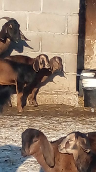 100 % ан козенята