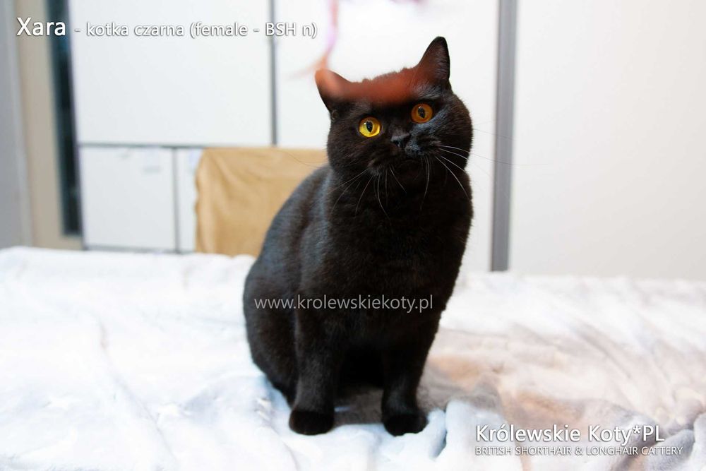Kotka brytyjska pohodowla czarna, rodowód FPL, championka