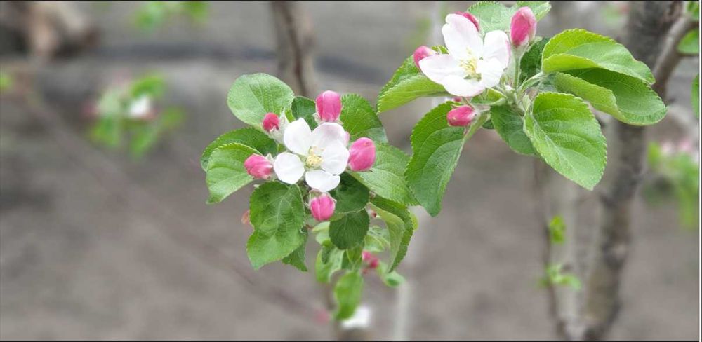 Продаємо свій будинок ( в оренду не здаємо)