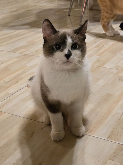 Kotka młodziutka szuka domu