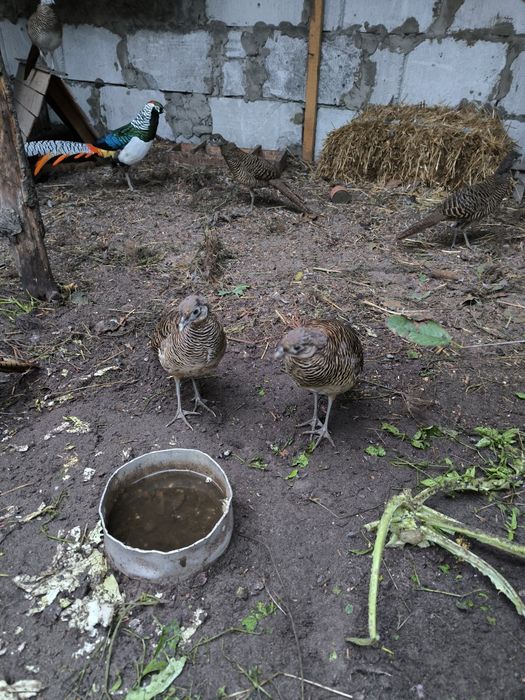 Фазан діамантовий