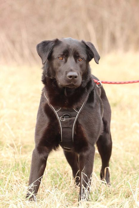 Do adopcji - BLACK