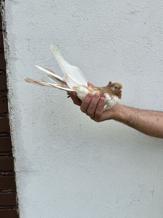 Sprzedam samicę, rasa zamojska