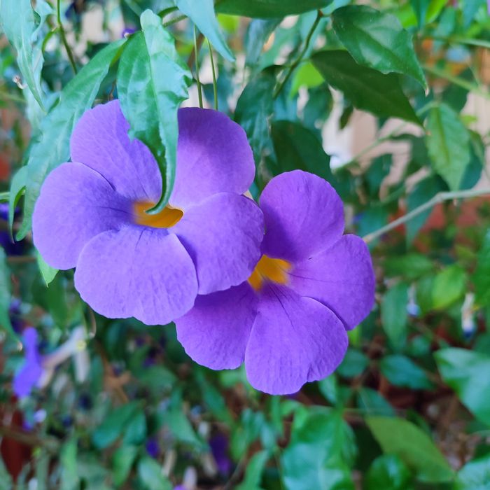 Тунбергия мантия короля.Кустовая