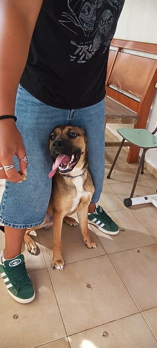 Cachorro para doar