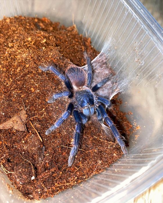 Lasiocyano sazimai L2/3 ex. Pterinopelma + GRATIS Ptasznik
