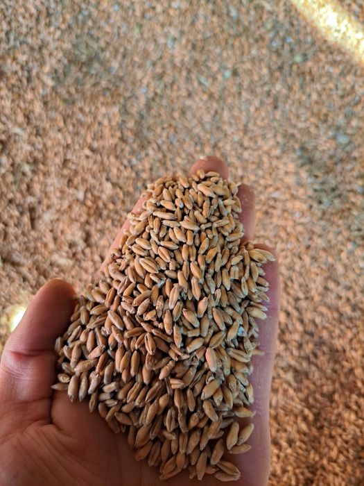 Sprzedam pszenżyto polo ,owies