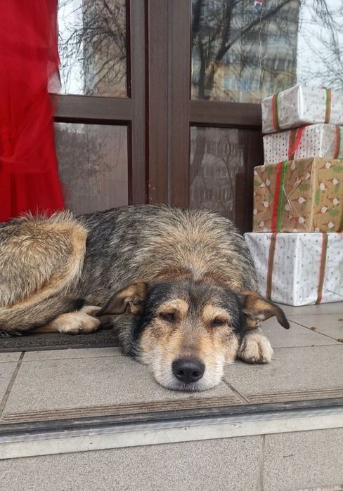 Отдам даром в добрые руки собачку