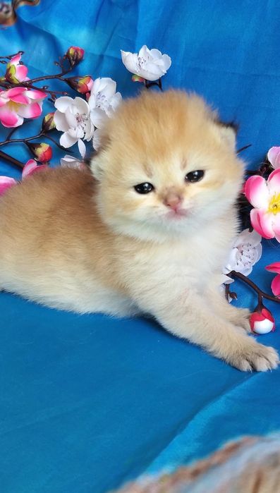 Ручные милашки, котята золотая шиншилла
