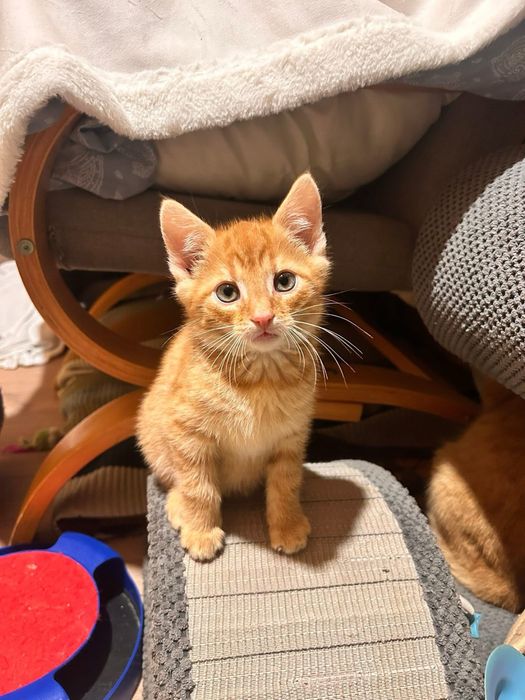 Cudowny, młody kocurek - do adopcji na dokocenie bądz w 2paku!