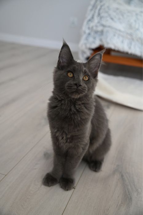 Kotka Maine Coon