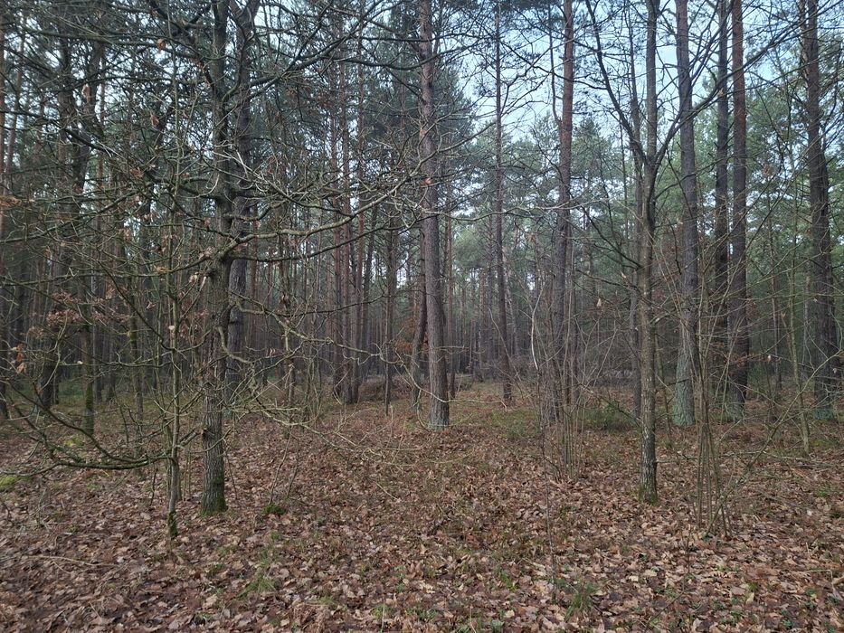 Super oferta!!! Sprzedam las