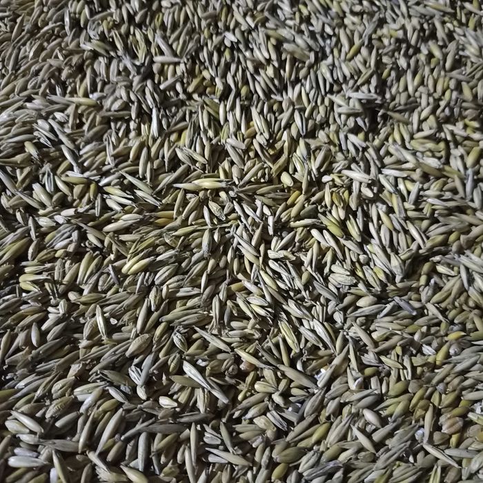 Pszenżyto ozime Rotondo