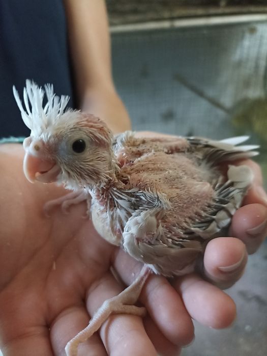 Caturras "colapsitas" bebés para domesticar