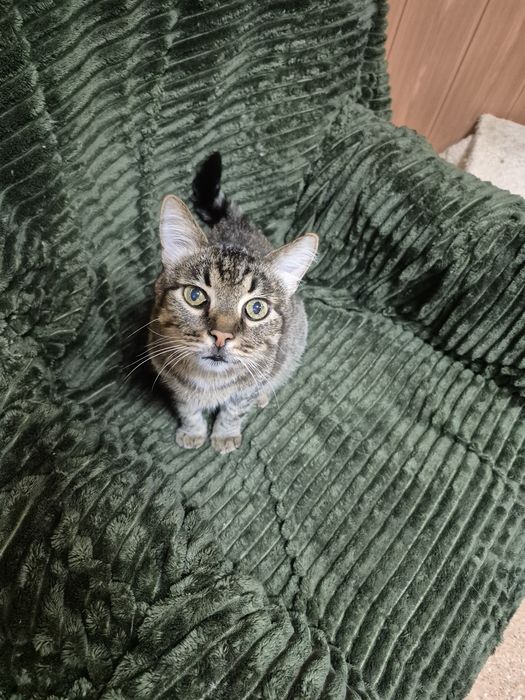 Сумний, великий добряк котикБоря, спокійний, мудрий!БО"ДоброКіт"