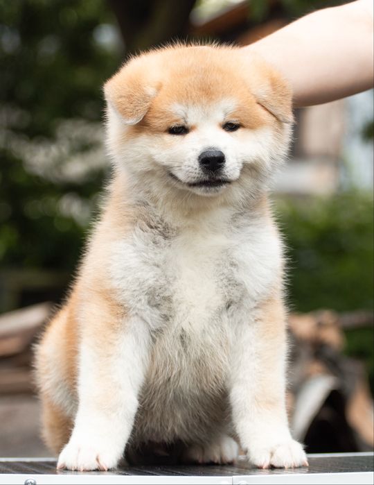Акіта , akita inu , японська акіта з міжнародної годівлі
