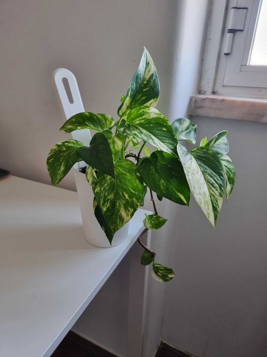 Planta natural Pothos