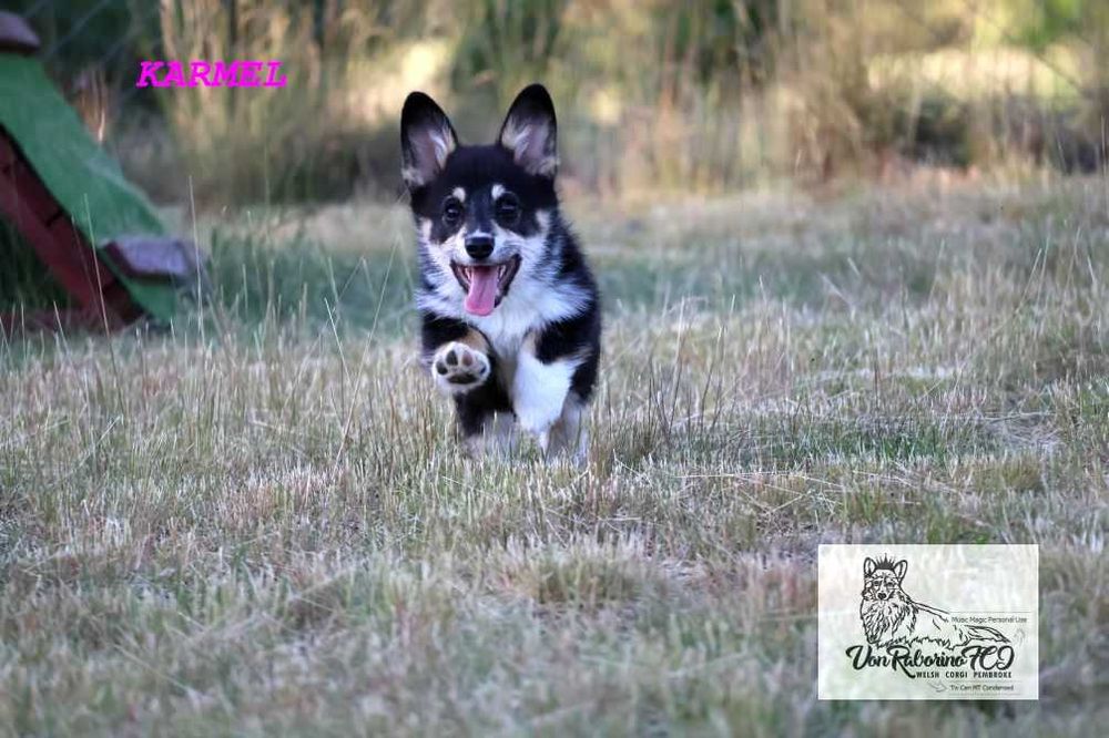 Welsh corgi pembroke