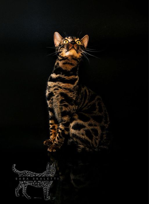 Бенгальскі котенята котята котики відкрити для броні бенгали уголь