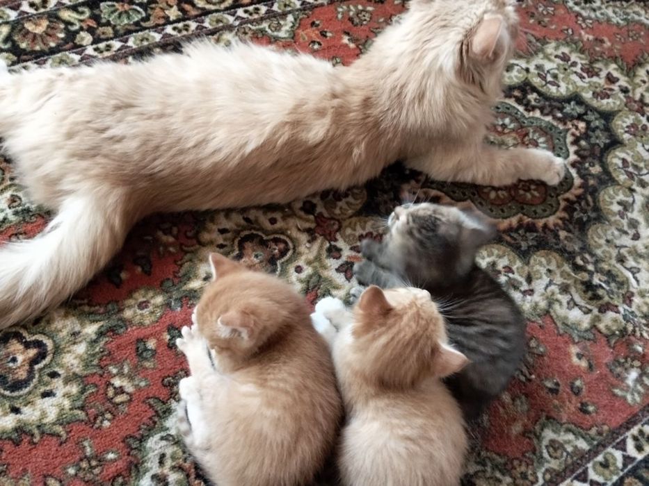 Віддам рудого котика