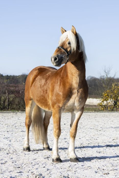 Ogier Haflinger Birbal Familia