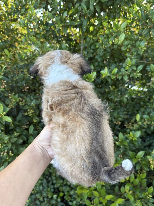 Excelente mini menino Chihuahua/Chiuaua LinhagemRussa de Qualidade