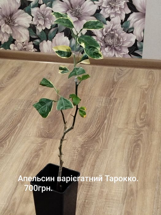 Апельсин Тарокко Варієгатний