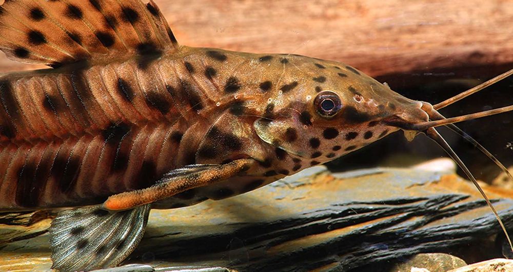 Kiryśnik czarnoplamy - Megalechis thoracata - dowóz, wysyłka