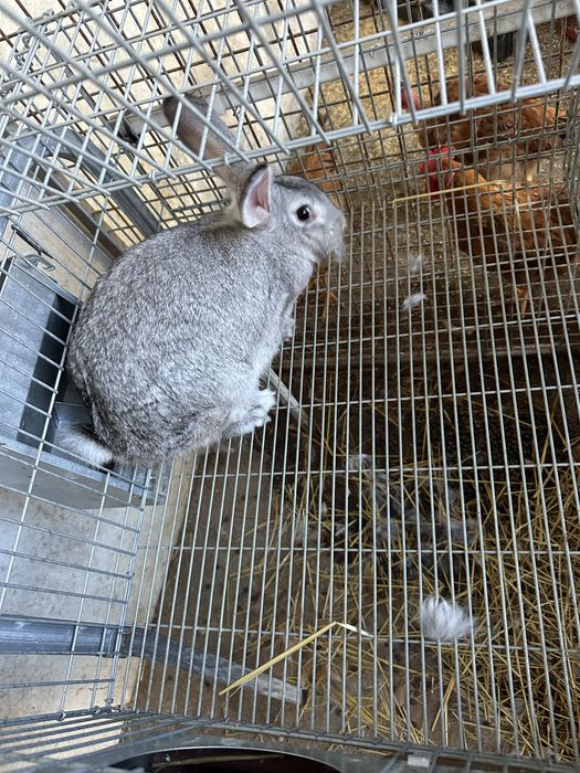 Coelhos de raça comum para consumo