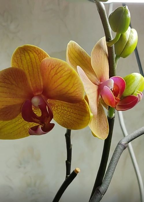 Орхідея фаленопсис