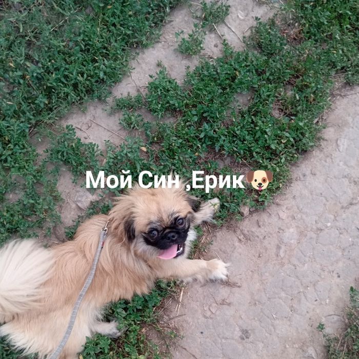 ищу девочку для своего песика