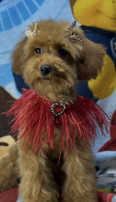 Радость приносящая девочка