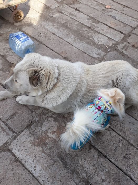 Алабай девочка 4 года
