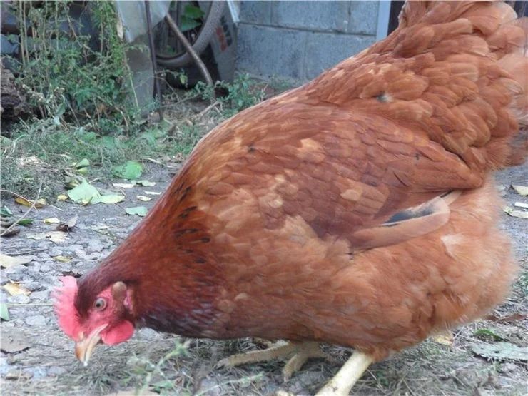 Инкубационное яйцо Фокси чик (импорт,Украина)