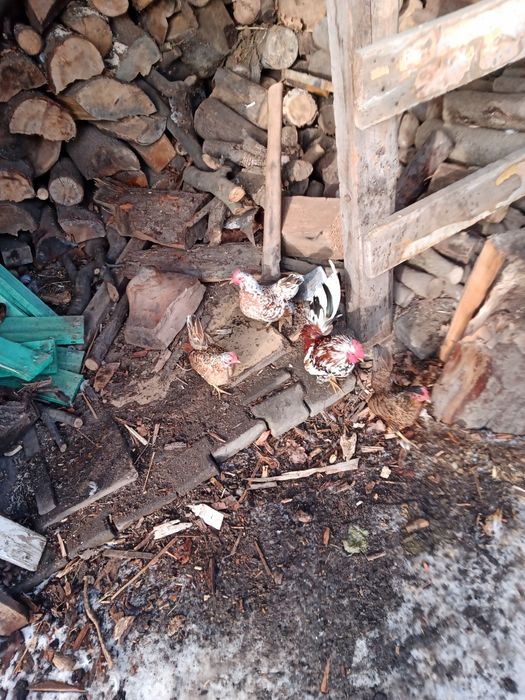 Serama kogutki pary , chabo