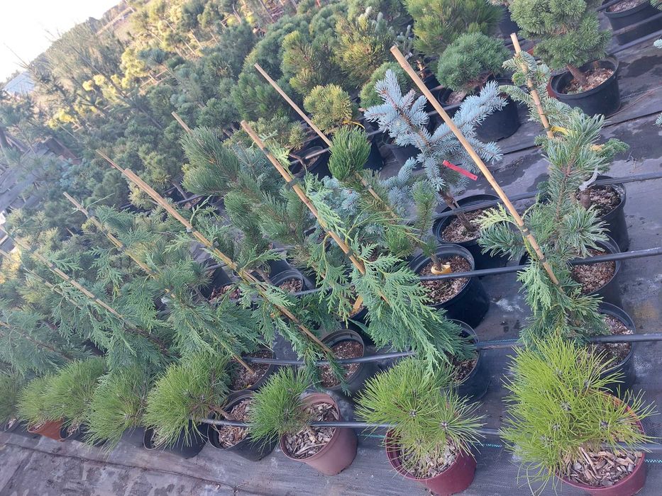 Sosna kosodrzewina - Pinus mugo `Ophir`
